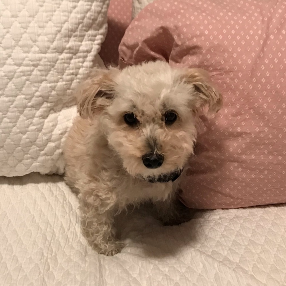 Meet your Posher, Lauren